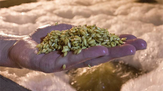 釀造啤酒大麥芽的制作流程是什么樣的