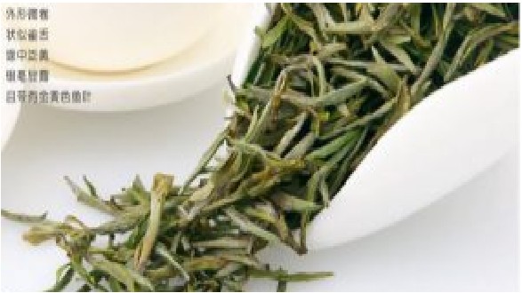 黃山毛峰的功效與作用 黃山毛峰的功效簡(jiǎn)介