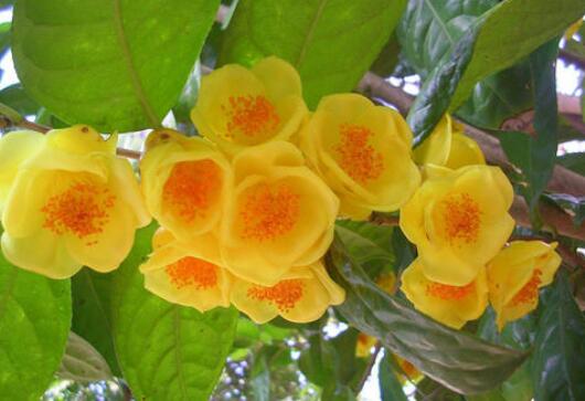 金花茶的功效的與作用 金花茶的副作用