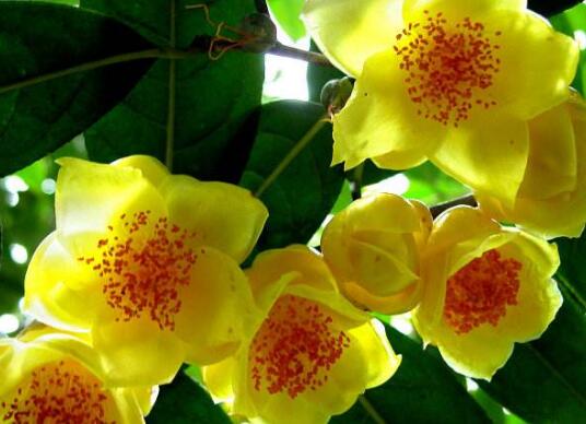 金花茶的功效的與作用 金花茶的副作用