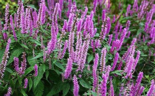 香薷泡水喝有什么功效 香薷的功效與作用及藥用價(jià)值