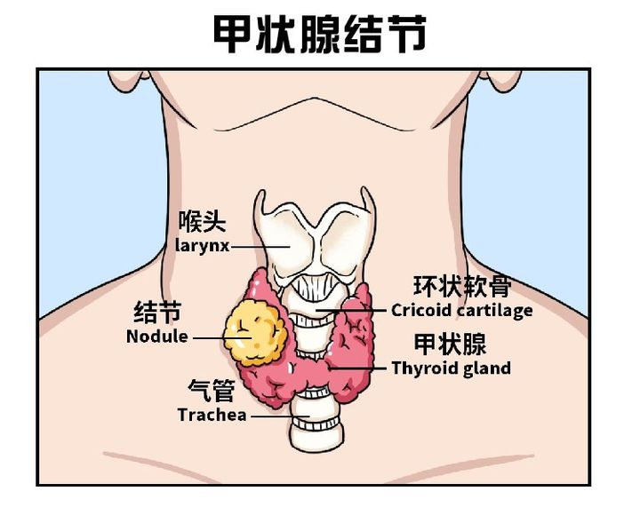 甲缘是哪个部位图片