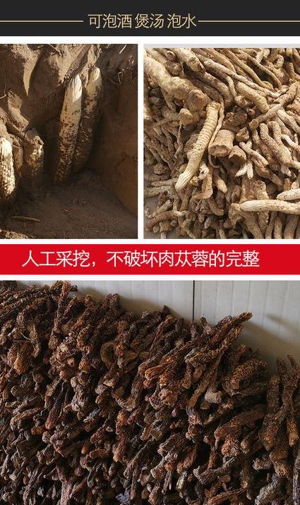 酱香型白酒能泡肉苁蓉吗?