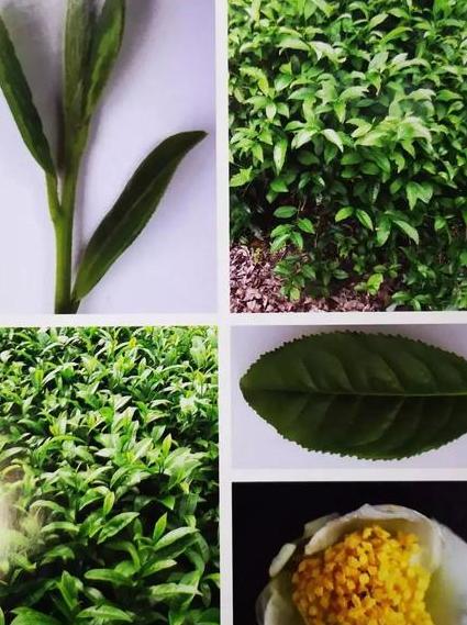 為什么叫過渡型茶樹品種