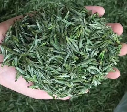 溫州盛產什么茶葉最多