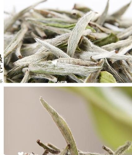 政和白茶和福鼎白茶,哪个更好?
